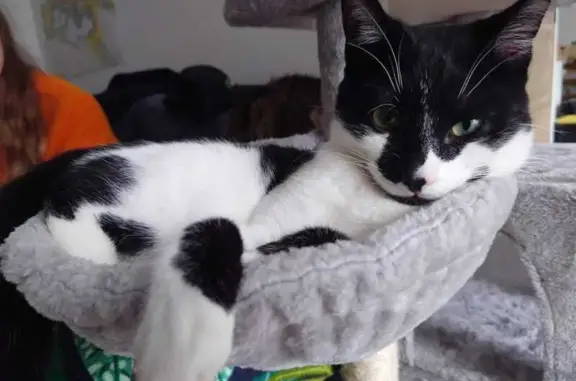 Chat perdu, , photo: Chat Ubbe disparu à Plouëc-du-Trieux