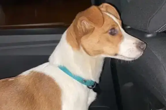 Chien perdu , photo : Chien perdu: Aidez Susu !