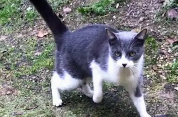 Chatte grise et blanche trouvée - photo