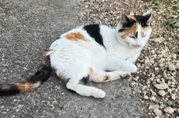 Animaux perdus Villenave-d'Ornon, photo: Chatte tricolore perdue à Villenave
