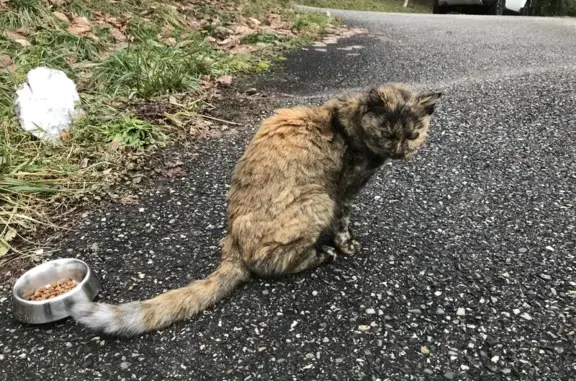 Chat trouvé , photo: Chat écaille trouvé à Veyrier-du-Lac