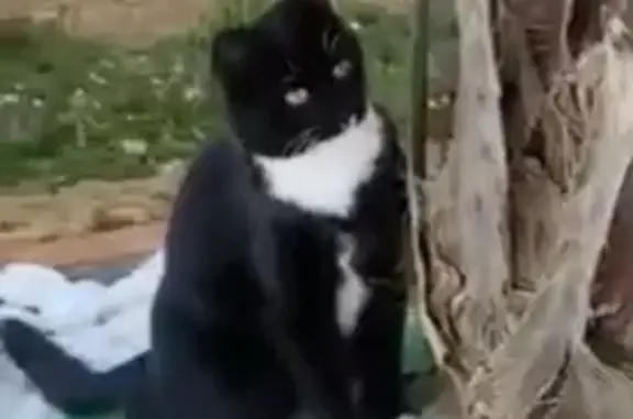 Chat perdu, , photo: Chat noir et blanc perdu à Beire