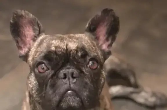 Chien perdu , photo : Bouledogue Français Perdu #81 Wolfersdorf