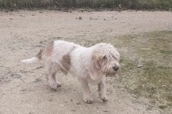 Chien perdu , photo : Chien blanc/marron perdu à Trannes
