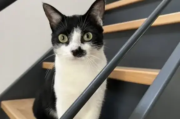 Animaux perdus Chanceaux-sur-Choisille, photo: Chat bicolore perdu à Chanceaux