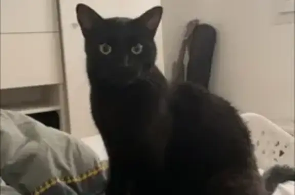 Animaux perdus Lyon, photo: Chat disparu Garçon, Lyon (fl492190)