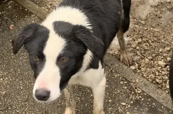 Chien trouvé , photo: Chien trouvé Garçon (ff492191)