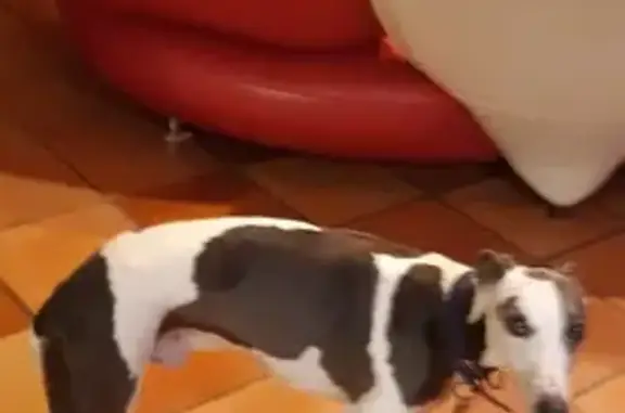Chien perdu Vertou, photo : Chien disparu, Vertou (fl492193)
