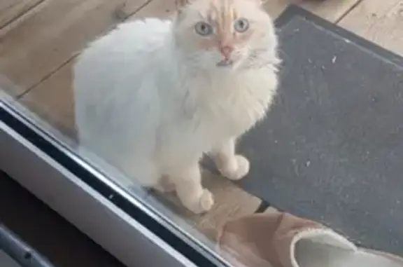 Chat trouvé, Espelette (ff492201) - photo
