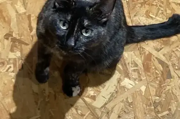 Chat trouvé Fille (ff492202) - photo