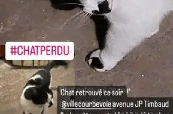 Chat trouvé Courbevoie, photo: Chat trouvé, Courbevoie (ff492216)