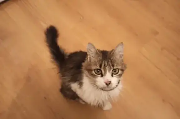 Chat trouvé Fille, Aigueperse (ff492218) - photo
