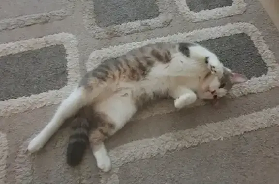 Chat trouvé Garçon, Angoulême (ff492224) - photo