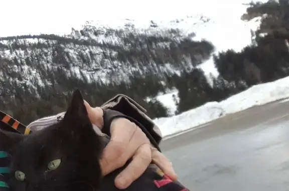 Chat perdu, , photo: Chat disparu Garçon (fl492225)