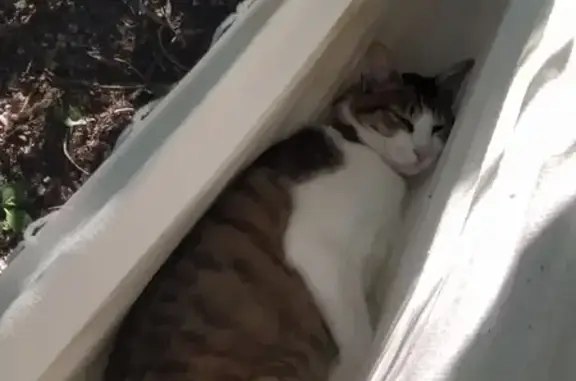 Chat perdu, Dieulefit, photo: Chat disparu Garçon, Dieulefit (fl492227)