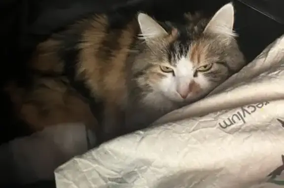 Chat trouvé , photo: Chat trouvé (ff492229)