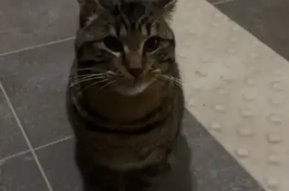 Chat trouvé Garçon, Troyes (ff492231) - photo