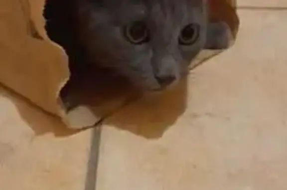 Chat perdu, Armoy, photo: Chat disparu Fille, Armoy (fl492233)