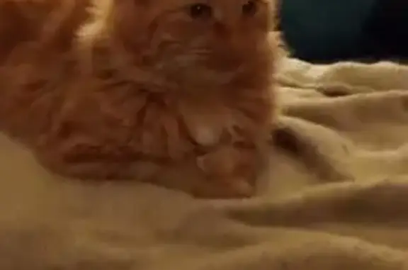 Chat perdu, , photo: Chat disparu Garçon (fl492235)