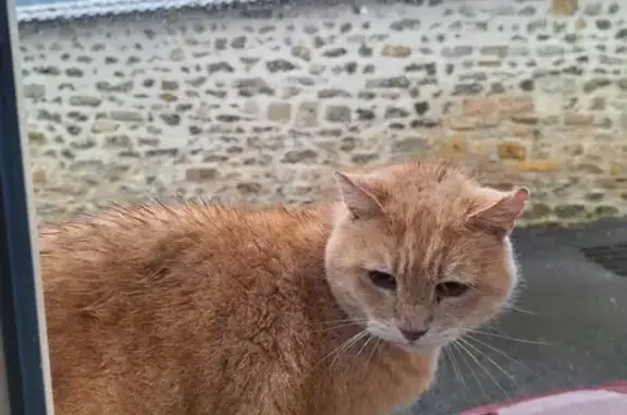 Chat trouvé Fille, Bar-le-Duc (ff492242) - photo