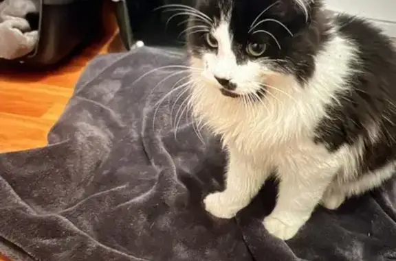 Animaux trouvés Ifs, photo: Chat trouvé Garçon, Ifs (ff492247)