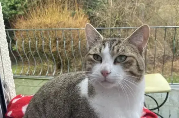Chat trouvé Garçon, Velaines (ff492253) - photo