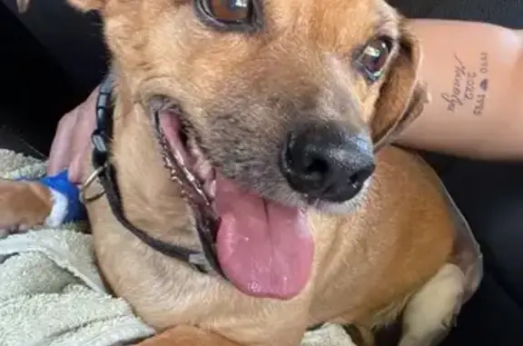 Chien perdu Martigues, photo : Chien disparu Garçon, Martigues (fl492255)