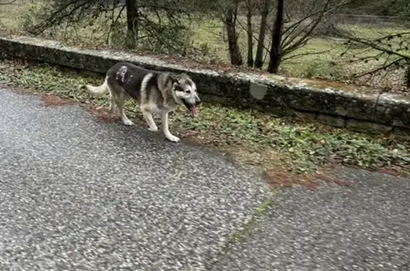 Chien trouvé Garçon (ff492260) - photo