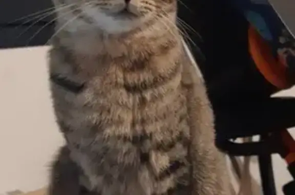 Chat trouvé Garçon, Montreuil (fl492265) - photo