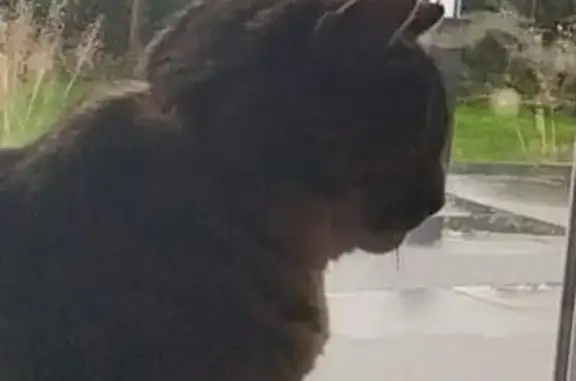 Animaux perdus Ploërmel, photo: Chat disparu Fille, Ploërmel (fl492266)