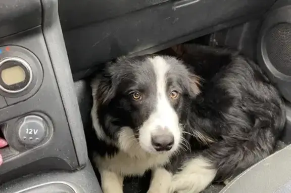 Animaux trouvés Poussan, photo: Chien trouvé Garçon, Poussan (ff492267)