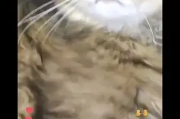 Chat perdu, , photo: Chat disparu Fille (fl492269)