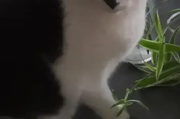 Animaux perdus , photo: Chat disparu Garçon (fl492274)