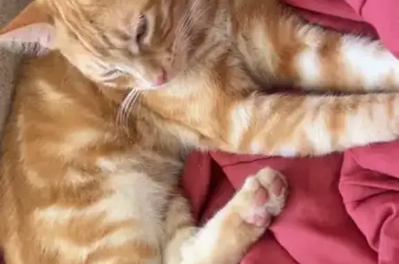 Chat perdu, Aouste-sur-Sye, photo: Chat disparu Garçon, Aouste-sur-Sye (fl492237)