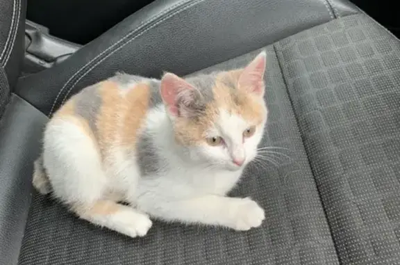 Chat trouvé Fille (ff492287) - photo