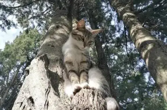 Chat perdu, , photo: Chat disparu Garçon (fl492289)