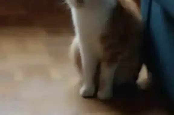 Chat trouvé Nevers, photo: Chat trouvé Garçon, Nevers (ff492290)