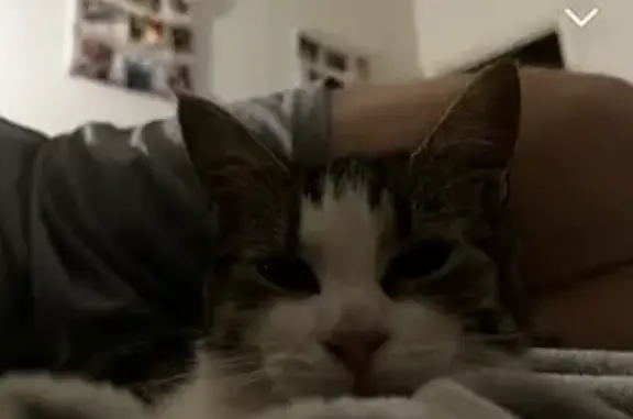 Chat perdu, Borgo, photo: Chat disparu Fille, Borgo (fl492295)