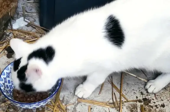 Chat trouvé Garçon (ff492299) - photo