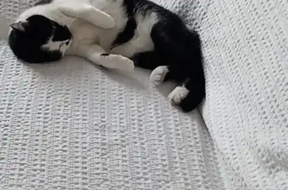 Chat perdu, Avignon, photo: Chat disparu Fille, Avignon (fl492306)