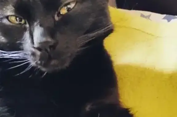 Animaux perdus , photo: Chat disparu Fille (fl492318)