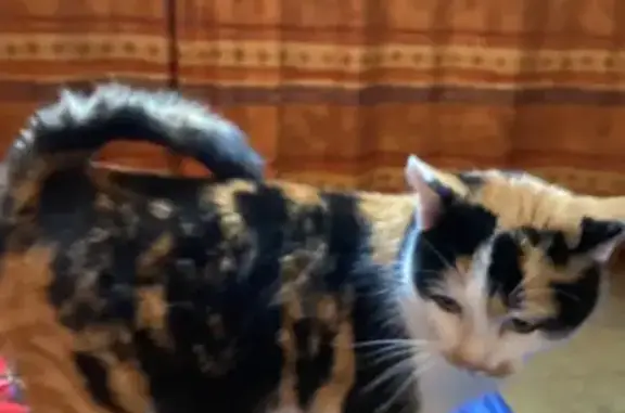 Chat trouvé Fille (ff492319) - photo