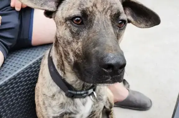 Chien perdu , photo : Chien disparu Garçon (fl492326)