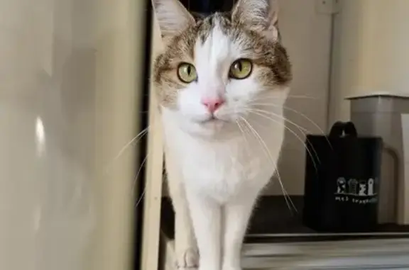 Animaux perdus Draguignan, photo: Chat disparu Fille, Draguignan (fl492327)