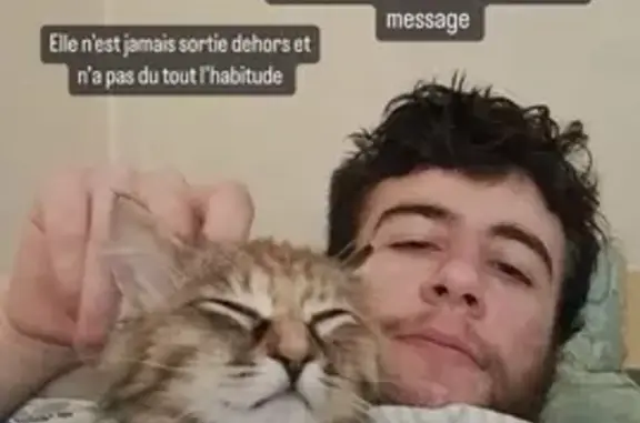 Chat perdu, Angers, photo: Chat disparu Fille, Angers (fl492329)