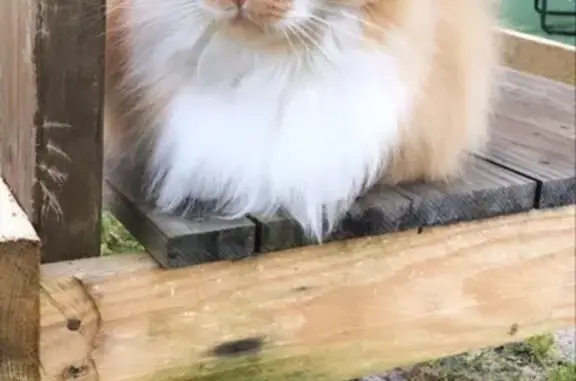 Chat perdu, Labouheyre, photo: Chat disparu Fille, Labouheyre (fl492334)
