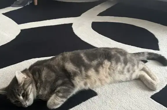 Animaux perdus Le Pouzin, photo: Chat disparu Fille, Le Pouzin (fl492332)
