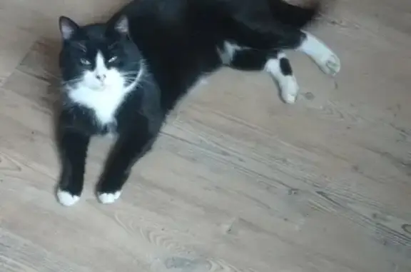 Chat trouvé Garçon, Ploumagoar (ff492336) - photo