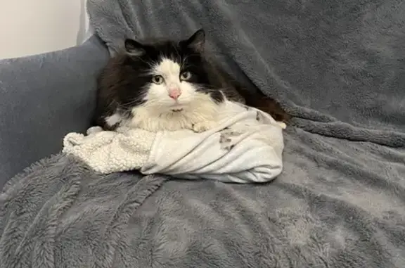 Chat trouvé Roisel, photo: Chat trouvé Garçon, Roisel (ff492340)