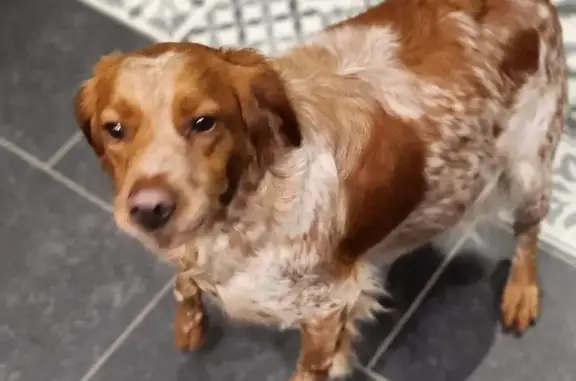Chien perdu , photo : Chien disparu Fille (fl492344)